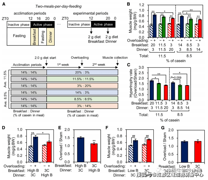 补充|想要强身健体效果显著吗?那就在早餐补充更多的蛋白质!