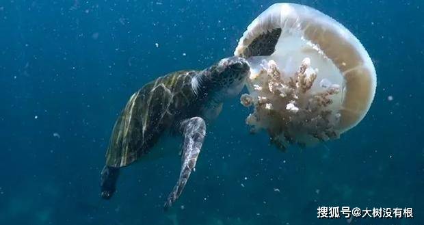 是一種非常漂亮的水生動物,也是一種非常兇猛的生物,但在海洋食物鏈中