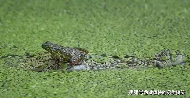 是一种两栖动物,水陆两栖,既能陆地生活,也会在水里游泳,但成年的蟾蜍