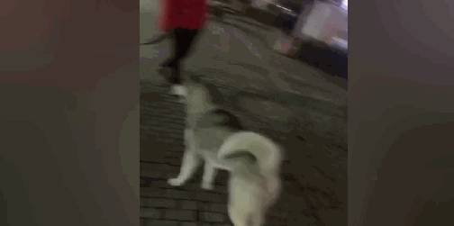 身后|哈士奇街头犯二，挑衅霸气猛犬卡斯罗，但是猛犬却怂了……