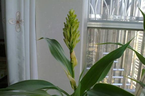 富贵竹几月份开花 3f5fa95b7d82467fa370b27457c2f988.jpeg