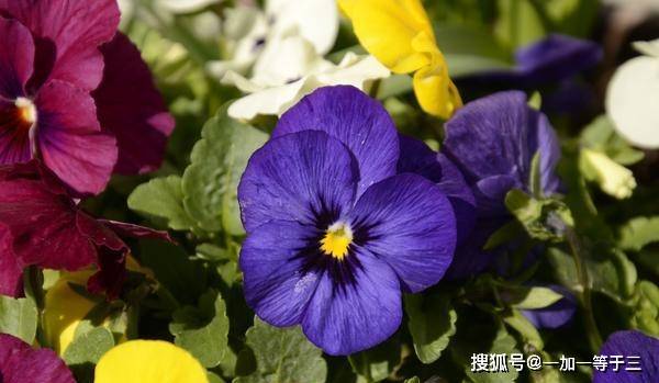 7 26 8 1星座运势 双子平心静气 天蝎迎接挑战 摩羯乐观积极 未来