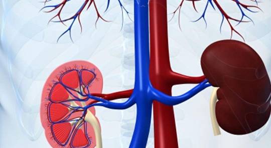 肾是人体的发电机 5c52f51fa2464af286a0b47d5e7e3286.jpeg