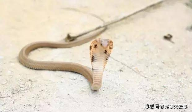 连 饭铲头 毒蛇都出来踏青了 路遇毒蛇最好不要惹 眼镜蛇