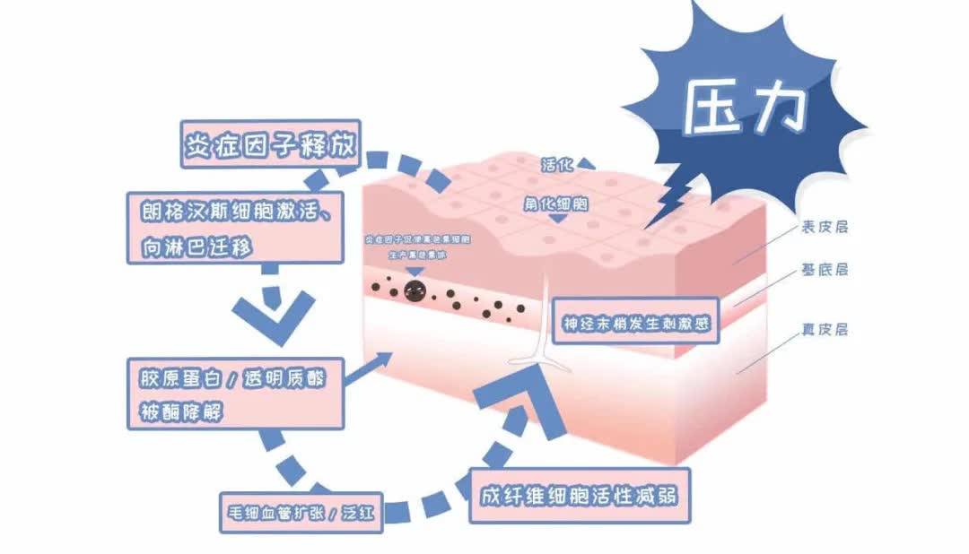 氧化|怡玥|抗衰先知衰 了解衰老的几个关键点