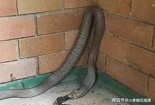 原创东部拟眼镜蛇吞食地毯蟒,因贪吃竟安安静静被装入消防袋中