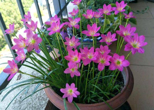 七月适合种啥花 就是这4种花 能持续开花到冬季 关键是好养 植物