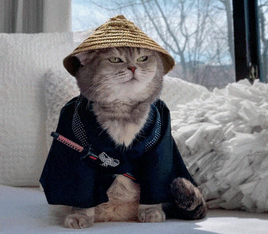 流浪猫变身网红猫百万网友跟猫学潮流穿搭网友猫比人精致