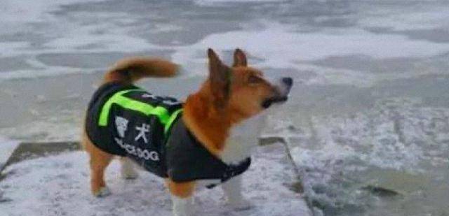 坏人|俄罗斯居然用柯基当警犬，网友：这个腿脚怕是追不上犯罪嫌疑人呦