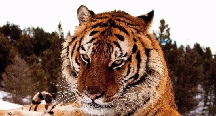 猛兽排名_猛兽手机壁纸(2)