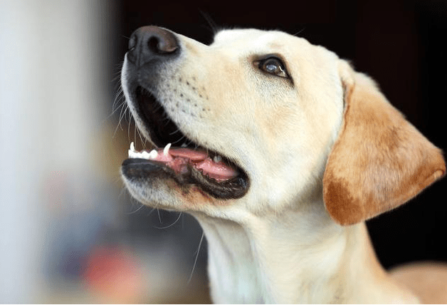 意思|在拉布拉多犬眼里，主人摸它的头部，代表这些意思！