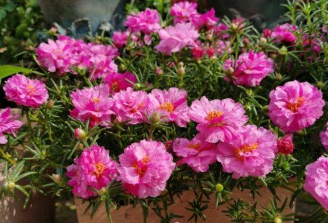 七月适合种啥花 就是这4种花 能持续开花到冬季 关键是好养 植物