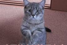 肠胃|原来这才是柯基“断尾”的原因，你会让它断尾吗？