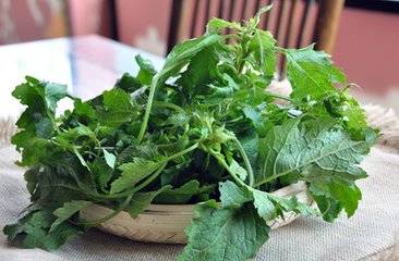 野旱菜別名很多,如:野菜子,鐵菜子,野油菜,幹油菜,山芥菜,地豇豆