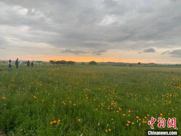内蒙古金莲川草原花正开最美时节邀客共赏 正蓝旗 全网搜