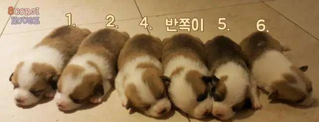 阿泽西|韩国小哥舍弃终身大事，只为养8只柯基！谁能拒绝它们的魅力？