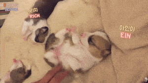 阿泽西|韩国小哥舍弃终身大事，只为养8只柯基！谁能拒绝它们的魅力？