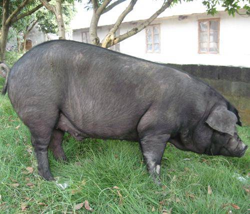 谁都是越老越缺爱,只有这三个生肖中年还是一枝花!