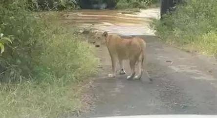 母狮子被观光车被逼走投无路，勇敢涉险渡河逃生去