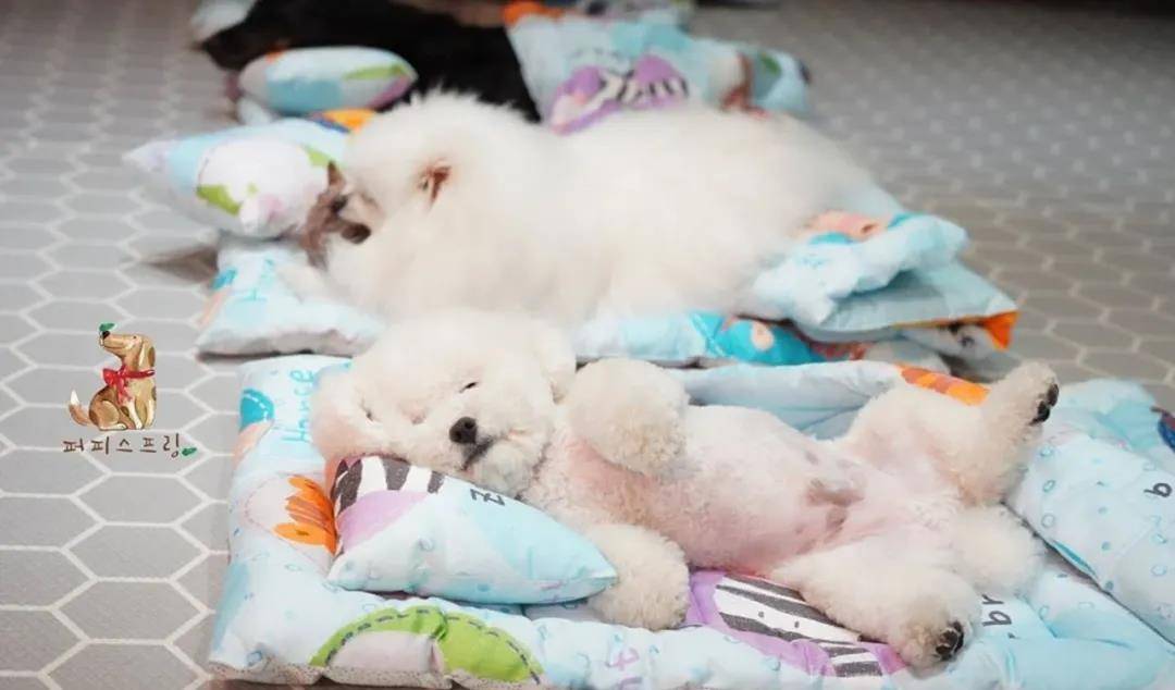 活动|韩国宠物幼儿园开学，狗狗们的新校服萌翻了！还有专属书包口水巾