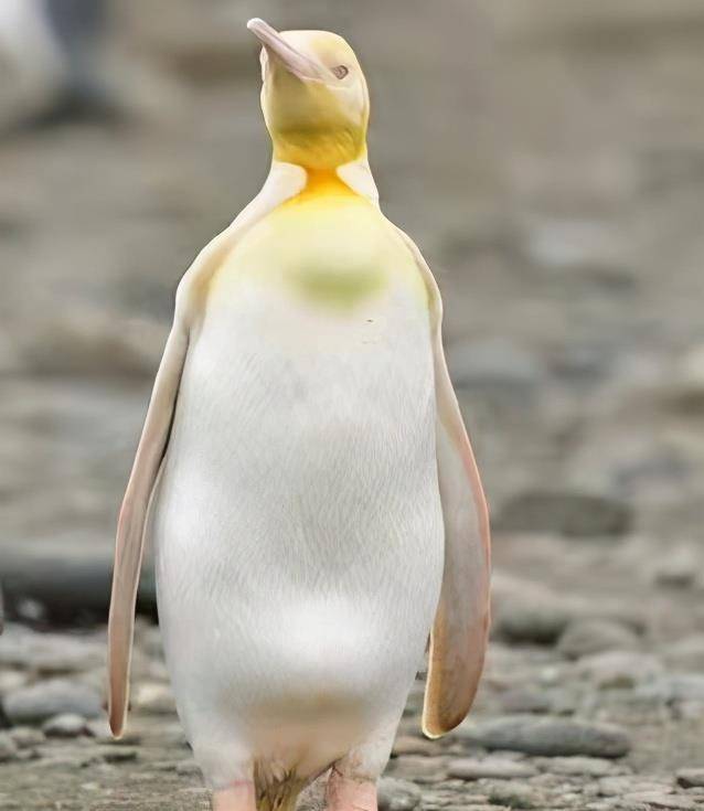 南极发现全球首只黄金企鹅南极最常见的七种企鹅