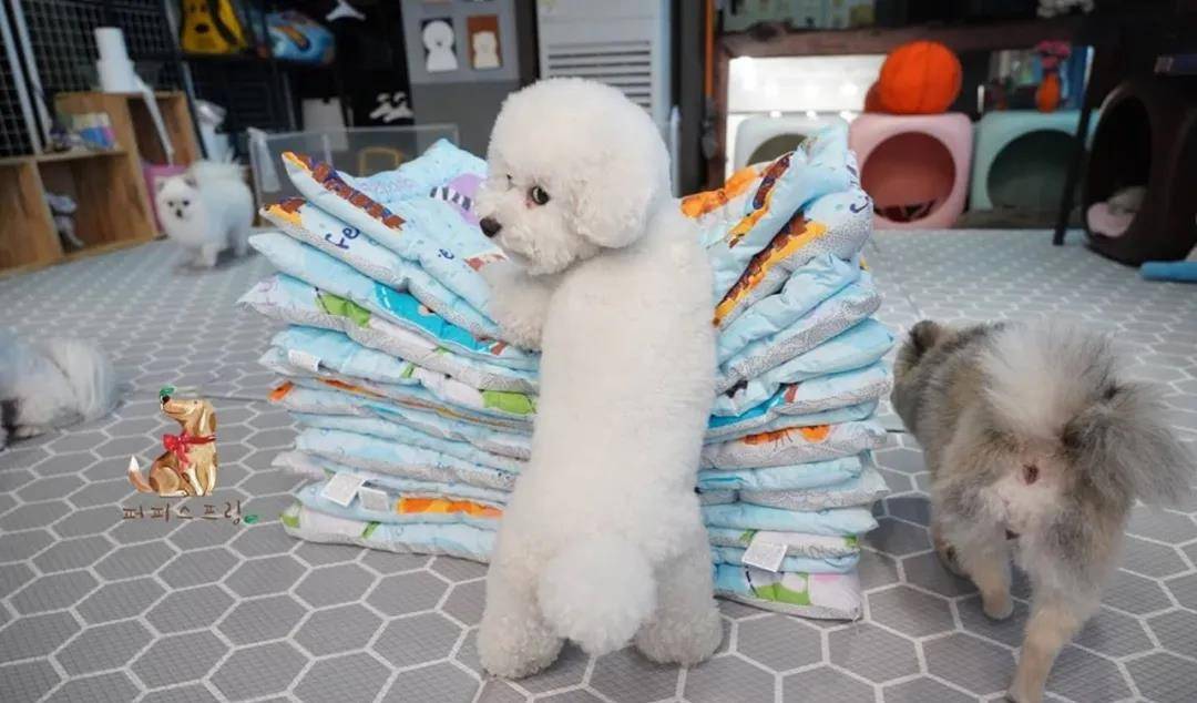 活动|韩国宠物幼儿园开学，狗狗们的新校服萌翻了！还有专属书包口水巾