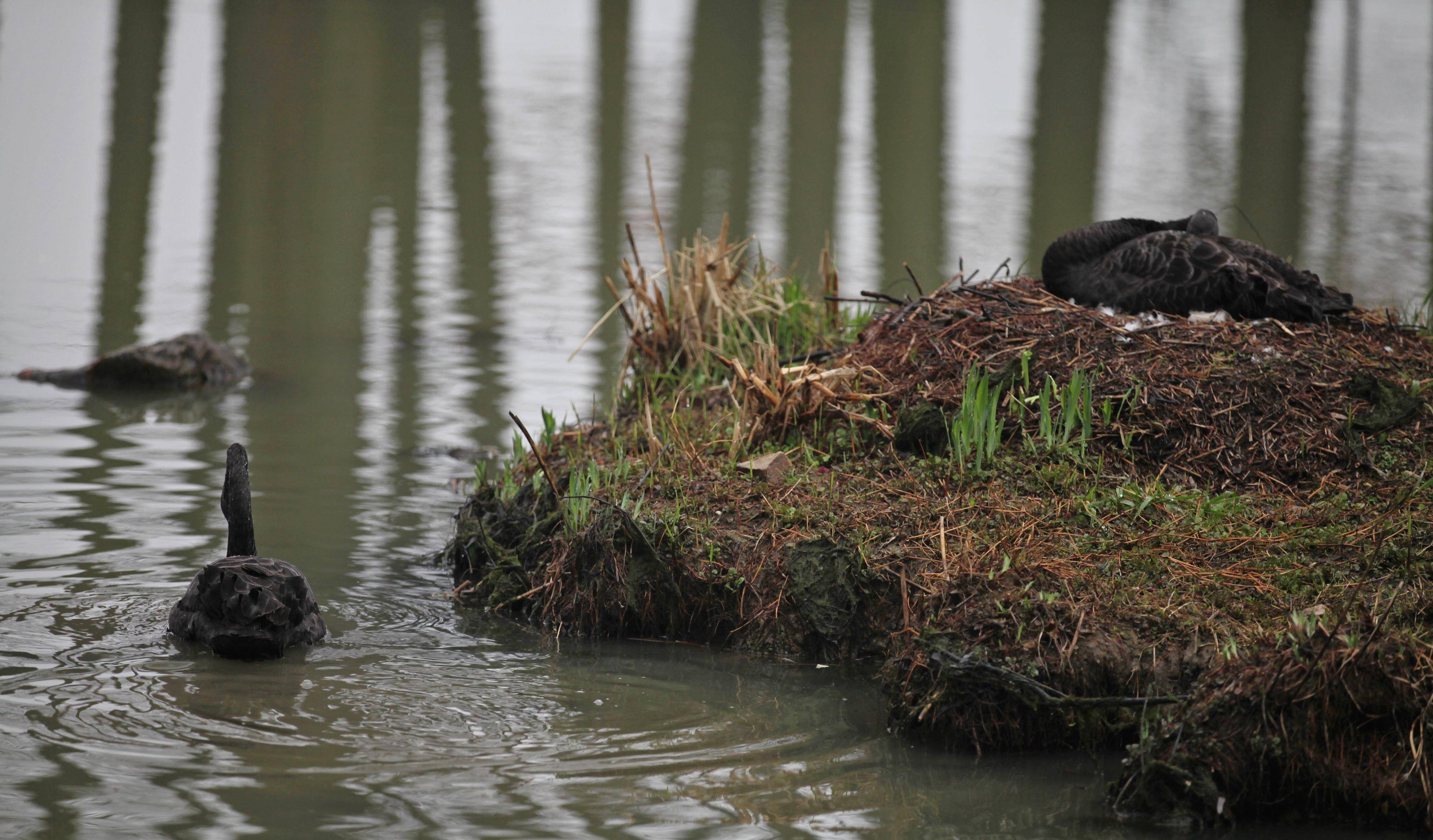 鼋头渚水景苑水域：黑天鹅夫妇和它孵化的黑天鹅宝宝