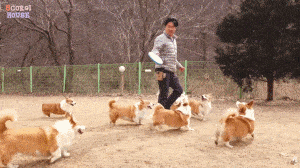 阿泽西|韩国小哥舍弃终身大事，只为养8只柯基！谁能拒绝它们的魅力？