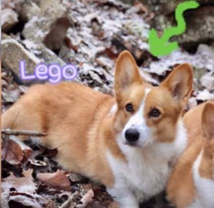 阿泽西|韩国小哥舍弃终身大事，只为养8只柯基！谁能拒绝它们的魅力？