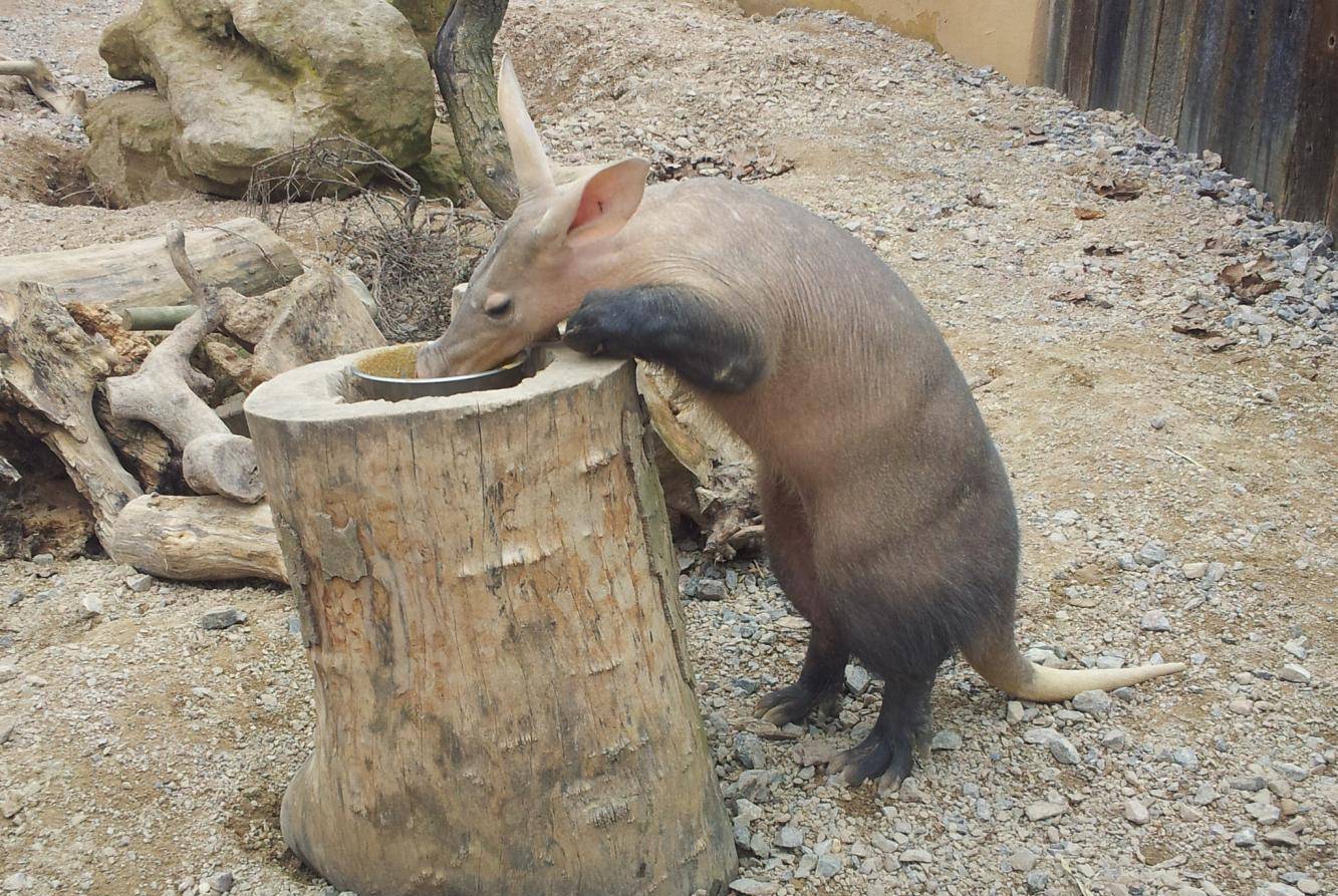 兔子的耳朵是什么型 f97219e9feb741fb8326f92f1cf6042f.jpeg