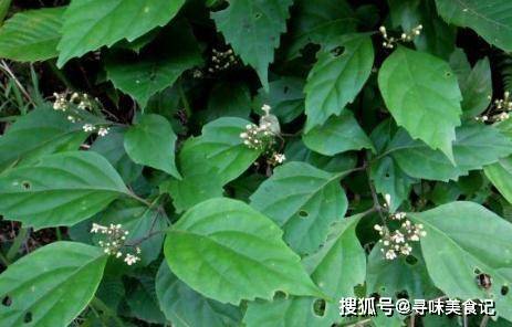 农村植物神仙树树叶可充饥现在卖2元1斤做豆腐堪称一绝