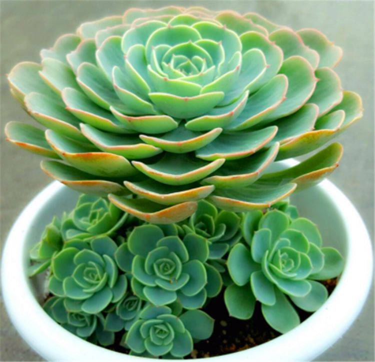 多肉玉蝶养成老桩并不难 学会3个小技巧 杆子粗壮造型美 叶片