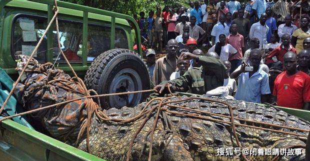 10年狂殺300人神出鬼沒的食人巨鱷古斯塔夫至今仍下落不明