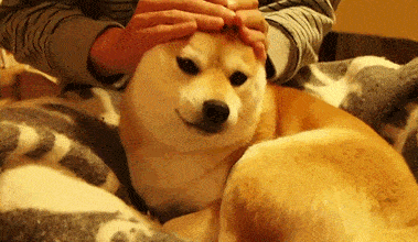 食欲|狗狗最喜欢这7件事,铲屎官多做,它会越来越爱你的