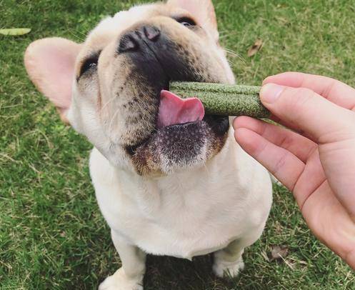 食欲|狗狗最喜欢这7件事,铲屎官多做,它会越来越爱你的