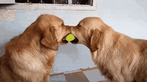 主人|主人常做这几件事，会让狗狗幸福感“爆表”！