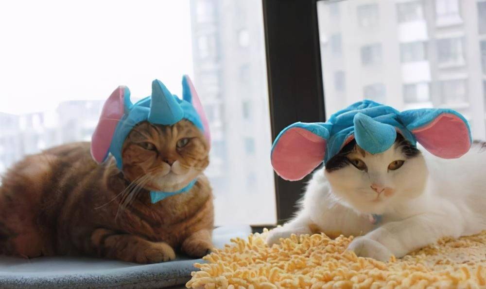 猫咪|骗你养猫系列,养2只猫,就是比养1只猫好