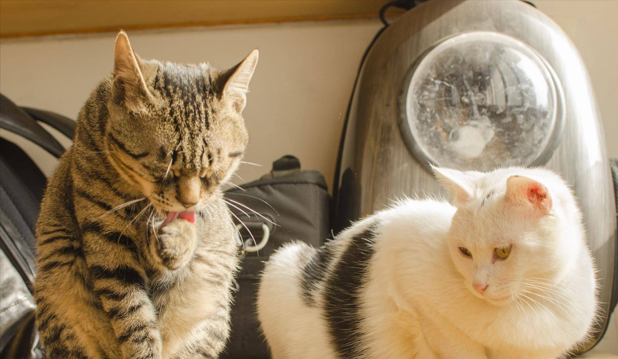 猫咪|骗你养猫系列,养2只猫,就是比养1只猫好