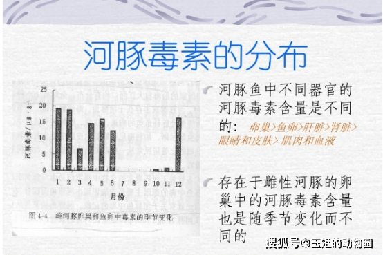 呆萌可爱的河豚有多么剧毒?被咬后会怎样?实力远超所有毒蛇_毒素