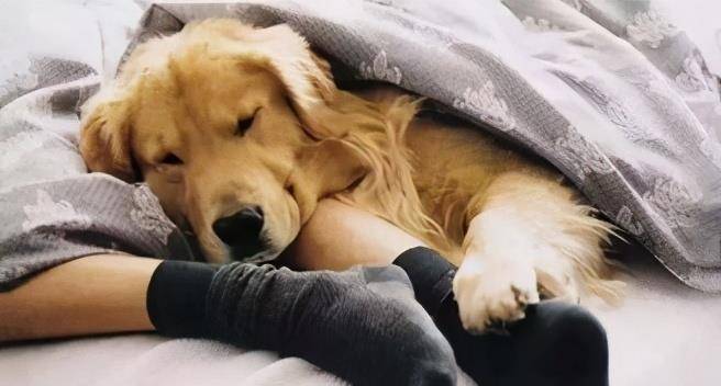 主人|主人常做这几件事，会让狗狗幸福感“爆表”！