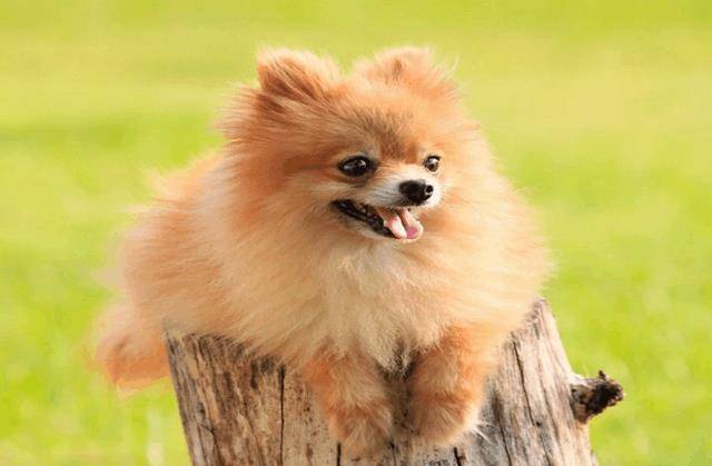 宠物|宠物食品的发展趋势