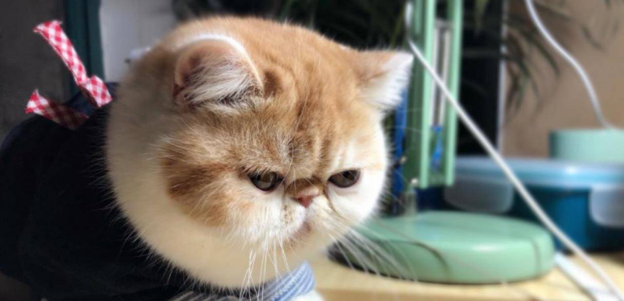 因为|最适合家养的五种猫, 安静又脾气好, 选一只养了省心