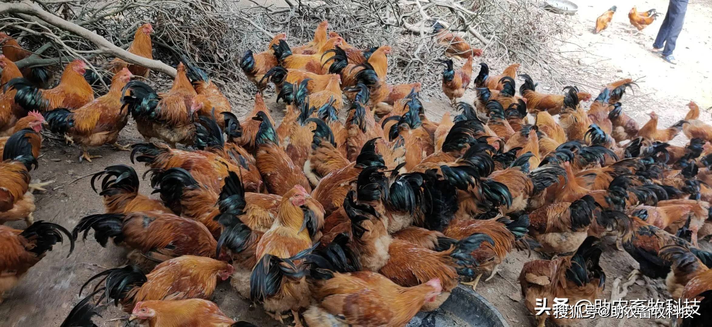 部分發酵飼料養殖閹雞成本降低明顯雞場不臭肉質美