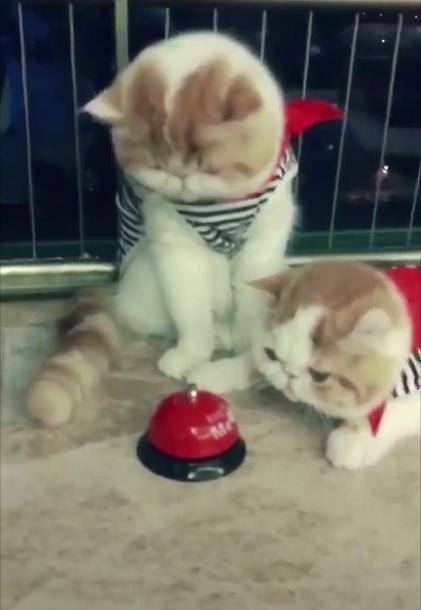 猫咪|每天一按铃就有好吃的, 这次忘按后加菲猫就一直盯着, 神情好可爱