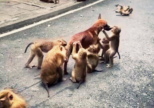流浪狗误入景区，被一群猴子纠缠住：像极了被促销员拉住的我