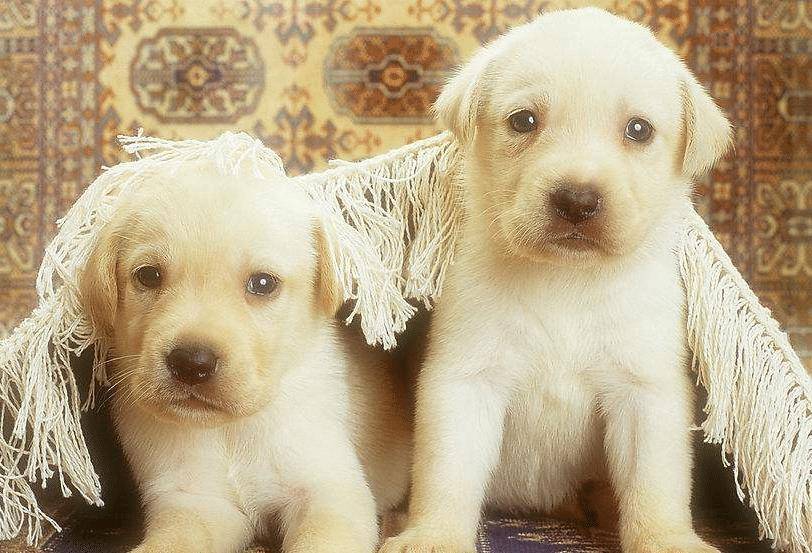 时间|狗狗跟主人特别熟之后, 也会有这3个“不好”, 会让主人抓狂!