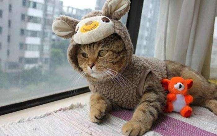怎么画小猫咪穿的衣服 6eda838ecb204d838bc3c04879fb7d3c.jpeg