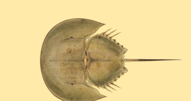 蓝色血液的鲎的血有什么用 7b7758c73d024c77bf12592f4b59b319.jpeg