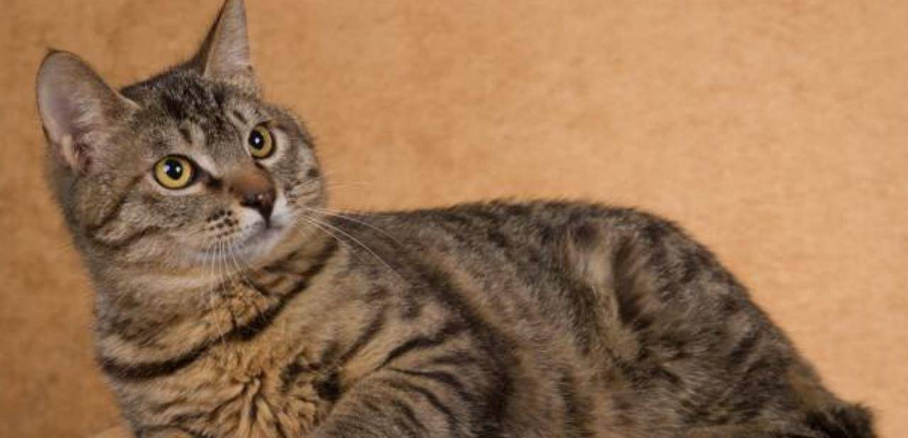 因为|最适合家养的五种猫, 安静又脾气好, 选一只养了省心