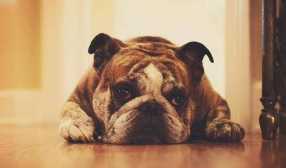 体重|养狗小知识:狗狗每天要喝多少水?